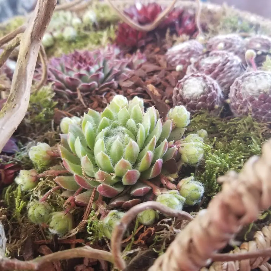 Plante et composition végétale réalisée par MC Maison des Créations, fleuriste à Beuvrages