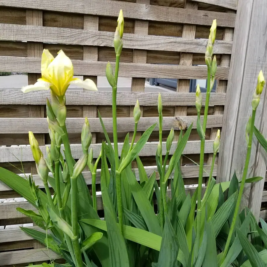 Plante et composition végétale réalisée par MC Maison des Créations, fleuriste à Beuvrages