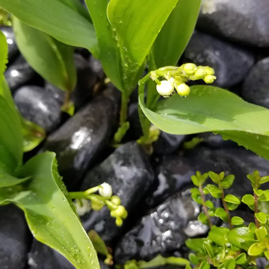 Plante et composition végétale réalisée par MC Maison des Créations, fleuriste à Beuvrages