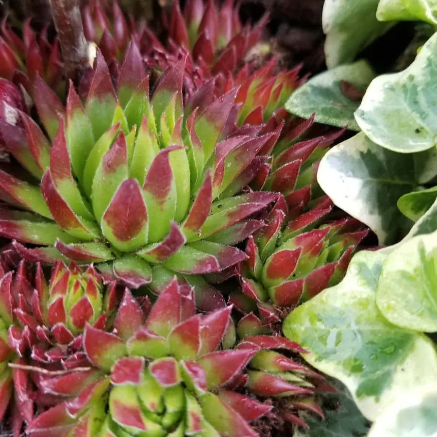 Plante et composition végétale réalisée par MC Maison des Créations, fleuriste à Beuvrages