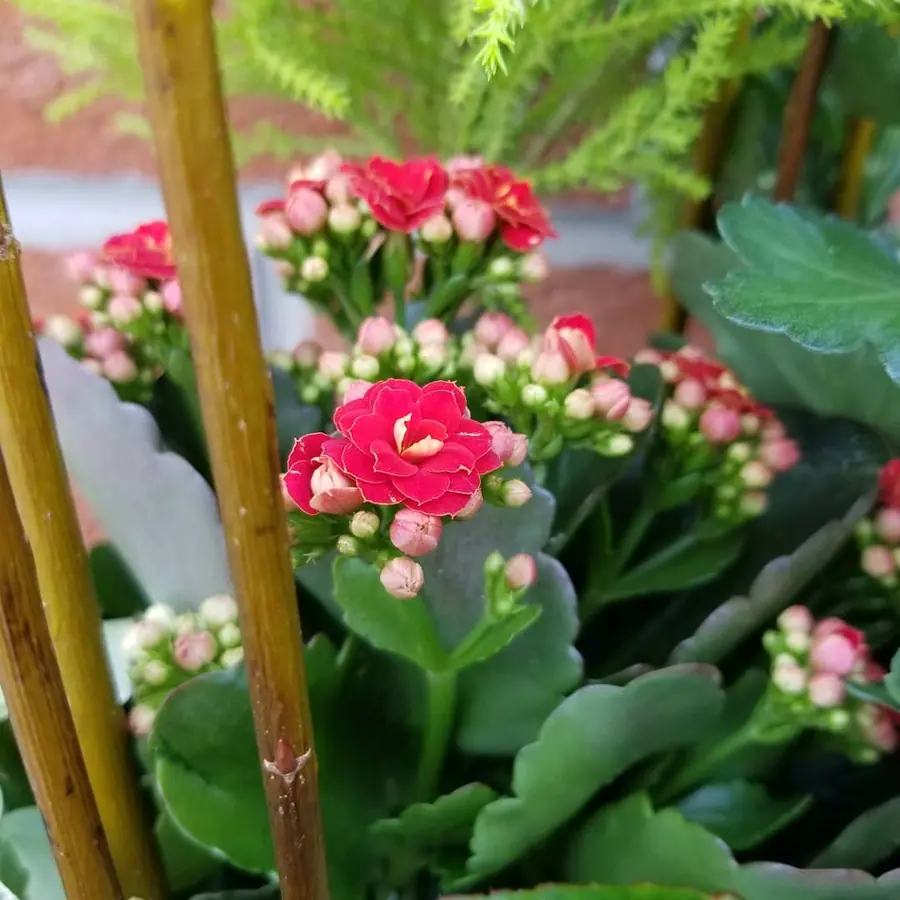 Plante et composition végétale réalisée par MC Maison des Créations, fleuriste à Beuvrages