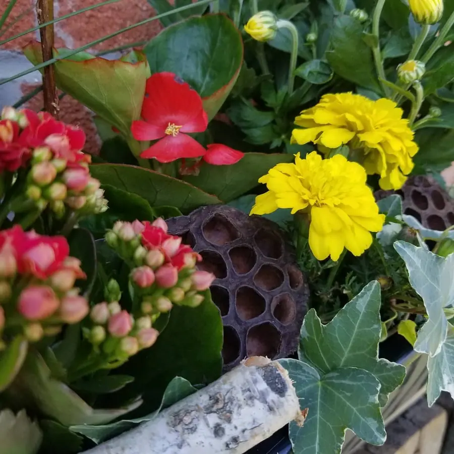 Plante et composition végétale réalisée par MC Maison des Créations, fleuriste à Beuvrages