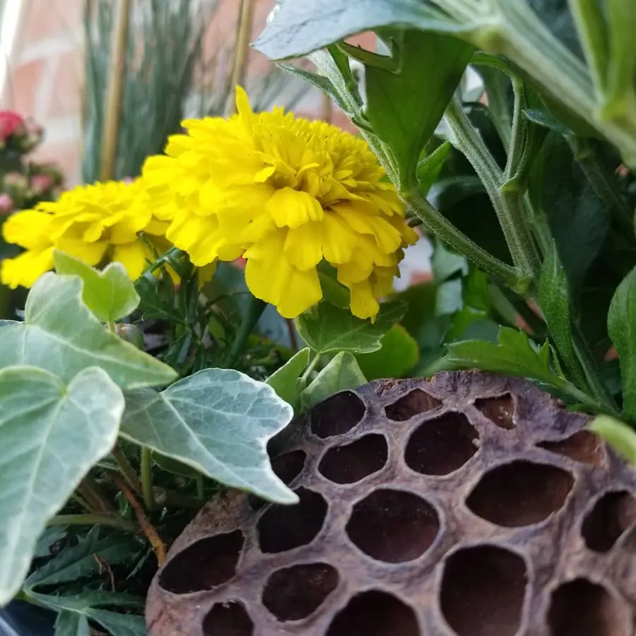 Plante et composition végétale réalisée par MC Maison des Créations, fleuriste à Beuvrages