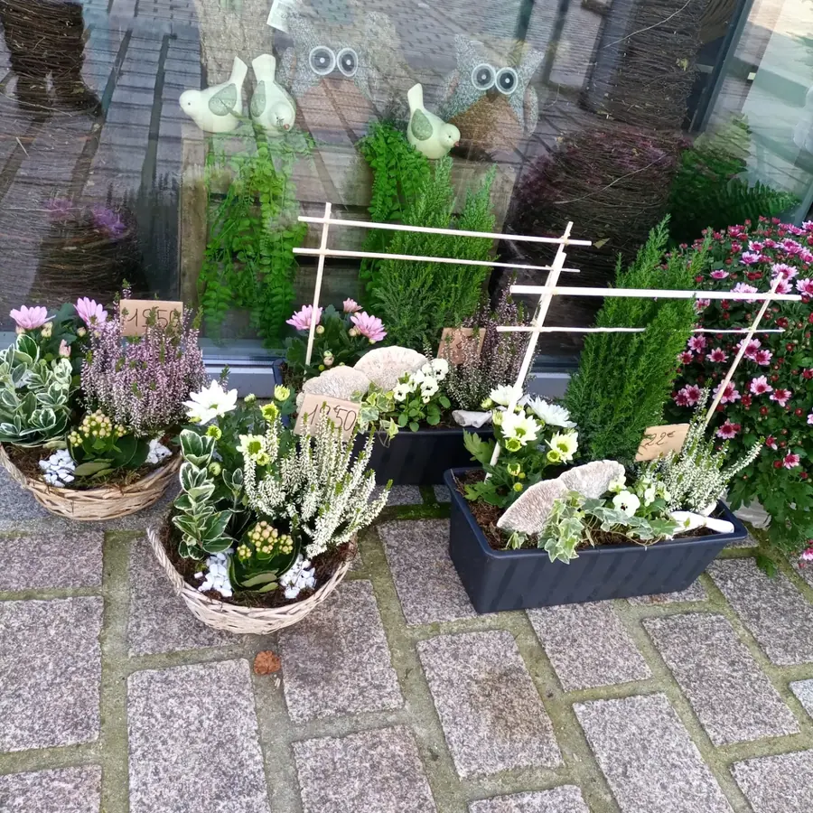 Plante et composition végétale réalisée par MC Maison des Créations, fleuriste à Beuvrages