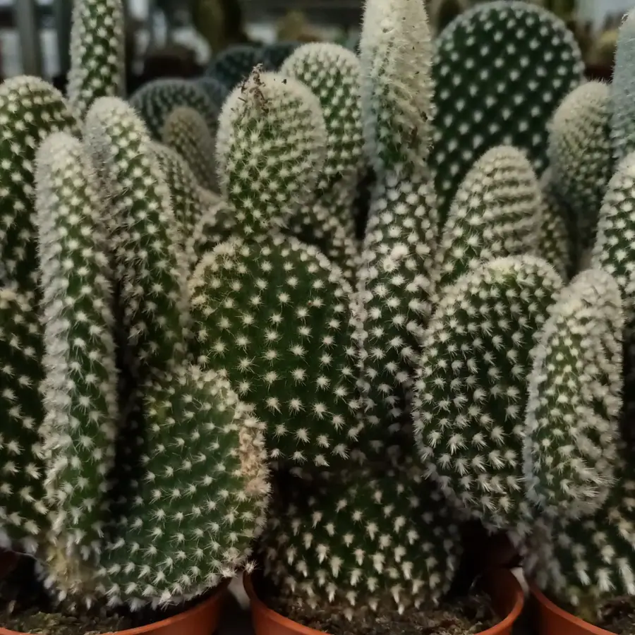 Plante et composition végétale réalisée par MC Maison des Créations, fleuriste à Beuvrages
