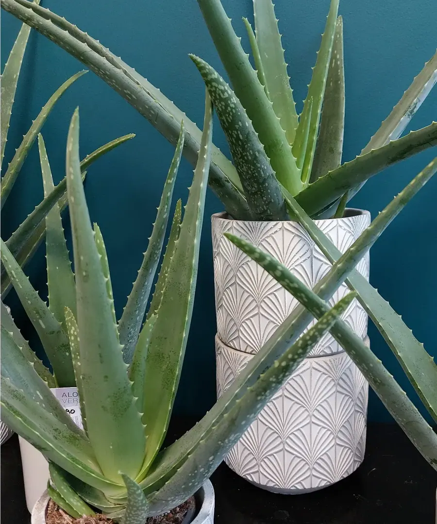 Plante et composition végétale réalisée par MC Maison des Créations, fleuriste à Beuvrages