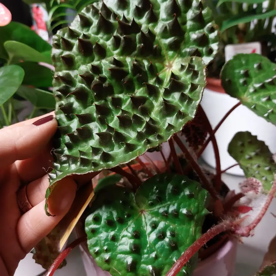 Plante et composition végétale réalisée par MC Maison des Créations, fleuriste à Beuvrages