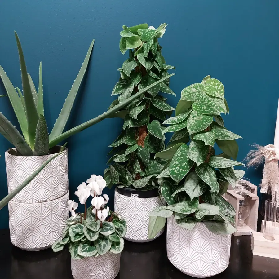 Plante et composition végétale réalisée par MC Maison des Créations, fleuriste à Beuvrages