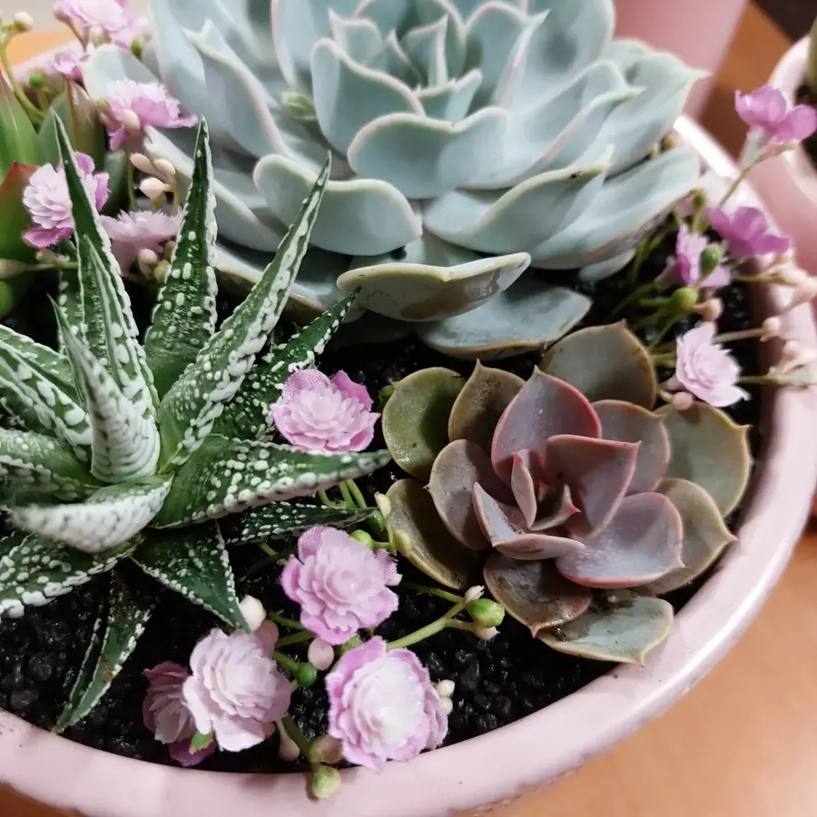 Plante et composition végétale réalisée par MC Maison des Créations, fleuriste à Beuvrages