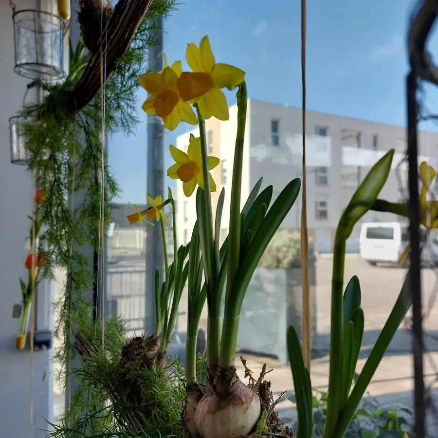 Plante et composition végétale réalisée par MC Maison des Créations, fleuriste à Beuvrages