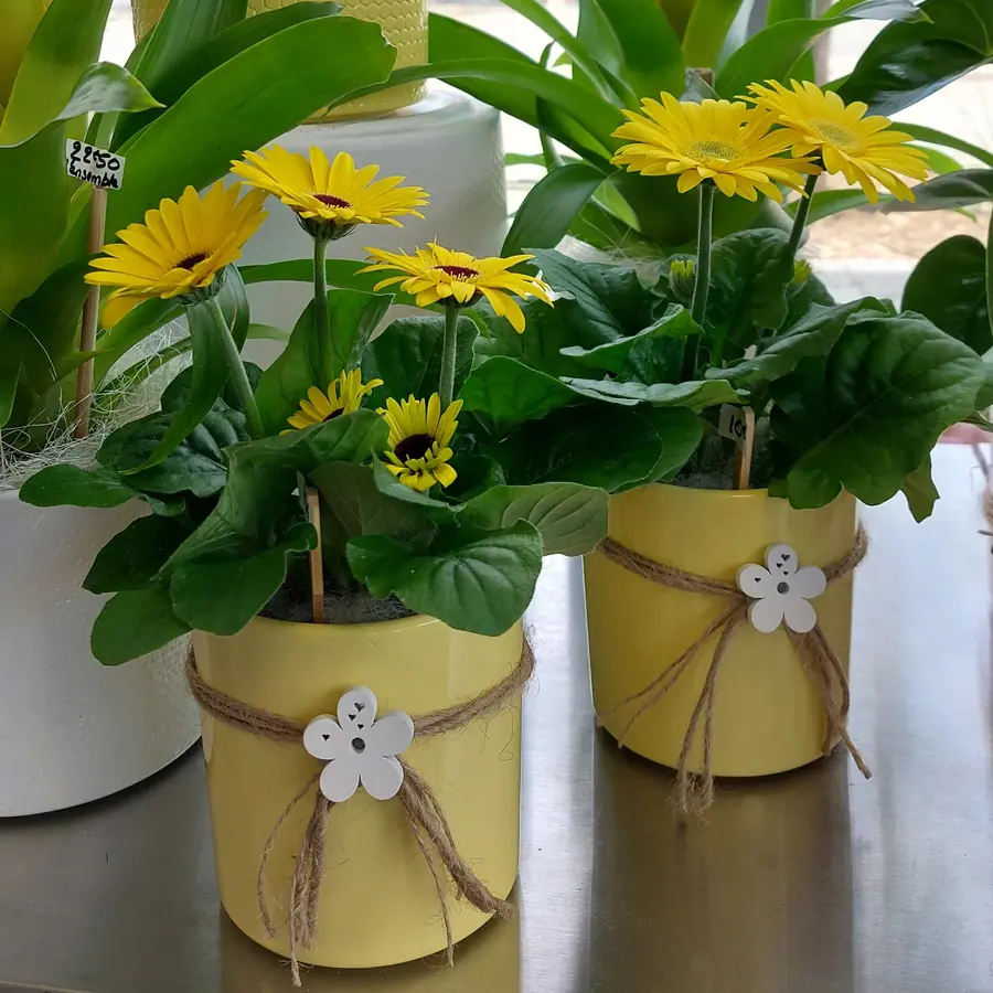 Plante et composition végétale réalisée par MC Maison des Créations, fleuriste à Beuvrages
