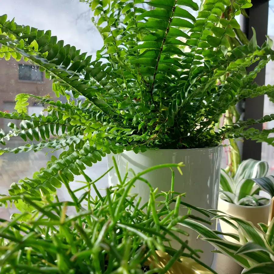 Plante et composition végétale réalisée par MC Maison des Créations, fleuriste à Beuvrages