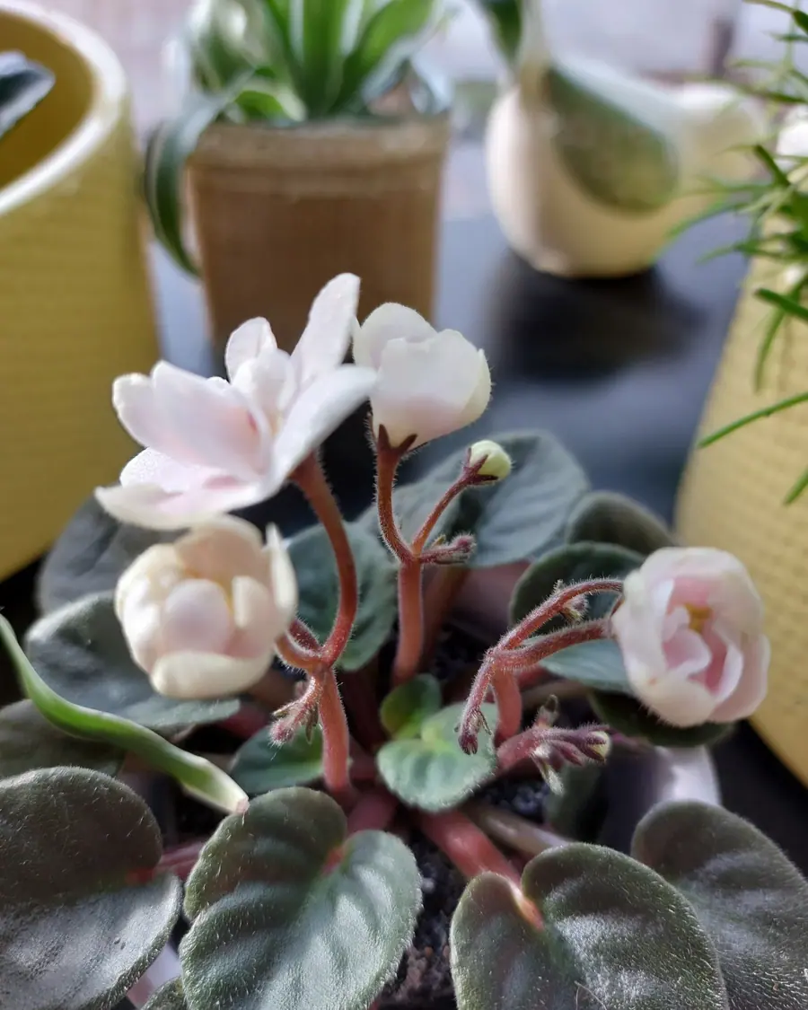 Plante et composition végétale réalisée par MC Maison des Créations, fleuriste à Beuvrages