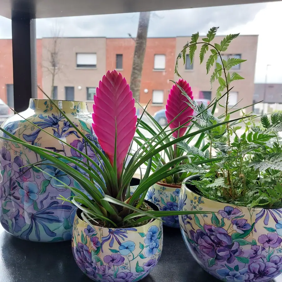 Plante et composition végétale réalisée par MC Maison des Créations, fleuriste à Beuvrages